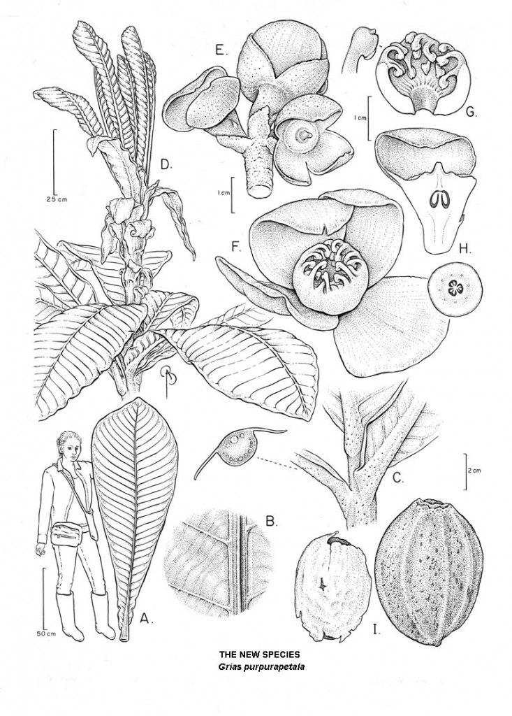 A botanical line illustration of the new species by B. Angell.