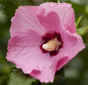 Hibiscus syriacus 'Aphrodite'