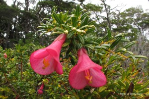 The Philesias flower. Blanks says of them, "Too bad that I didn't know that the flowers were edible. I only ate one flower on the boat - it was crunchy and refreshing, and mildly sweet."