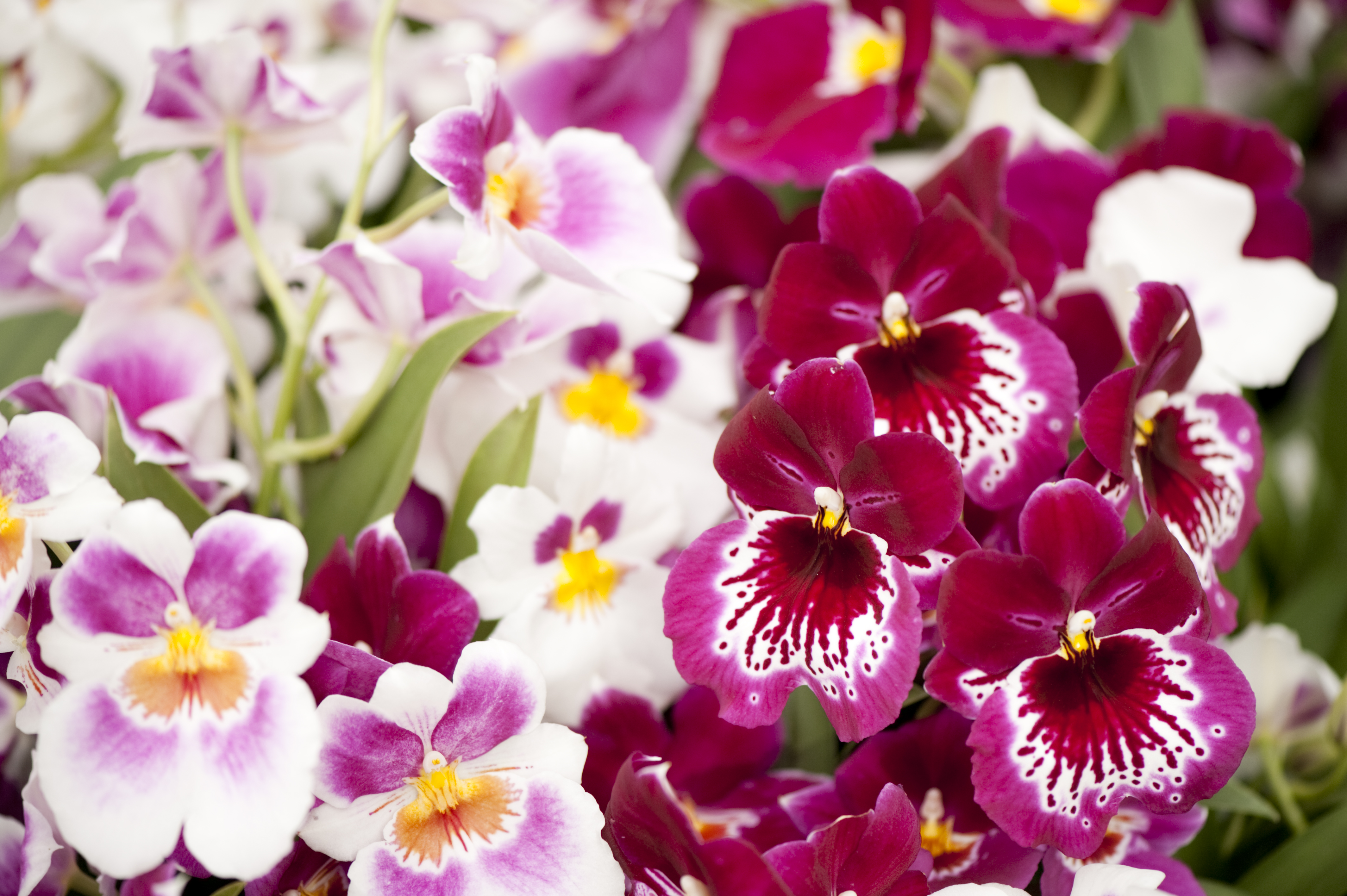 The Appeal of Pansy Orchids Plant Talk