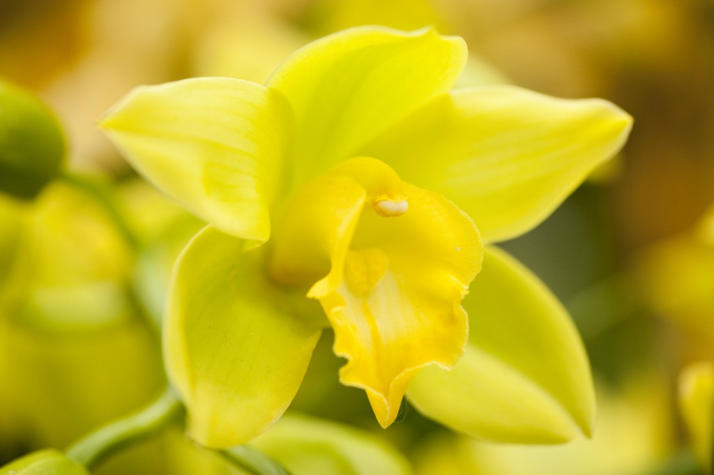 Cymbidium Sussex Dawn x Via Verde Dawn 'Citron Alba'