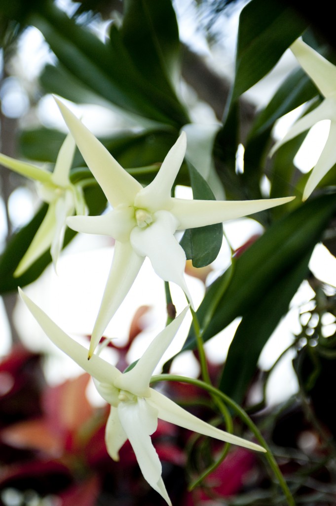 Darwin's star orchid