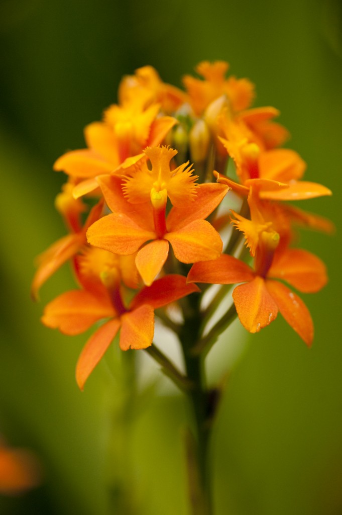 Epidendrum Secret Valley 'Orange Sugar'