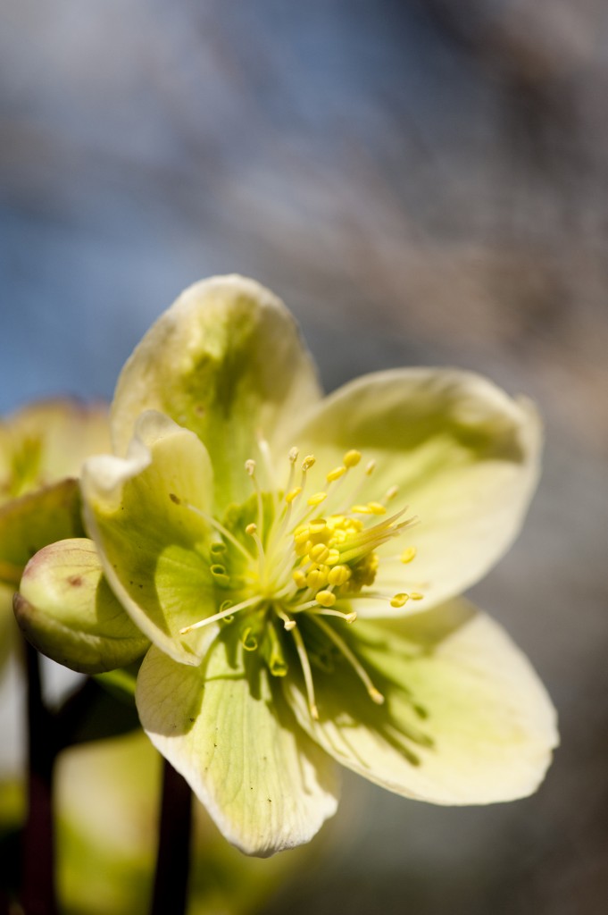 Helleborus x nigercors 'Honeyhill Joy'