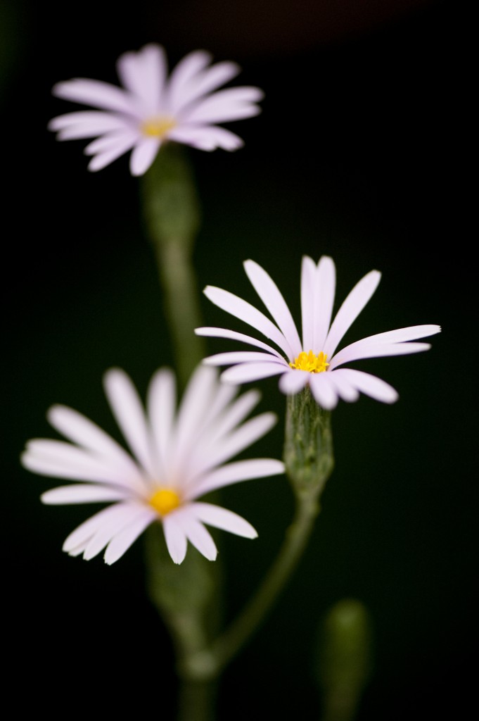 Onoseris weberbaueri