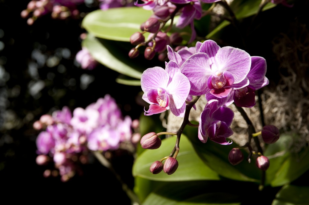 Orchid Evenings