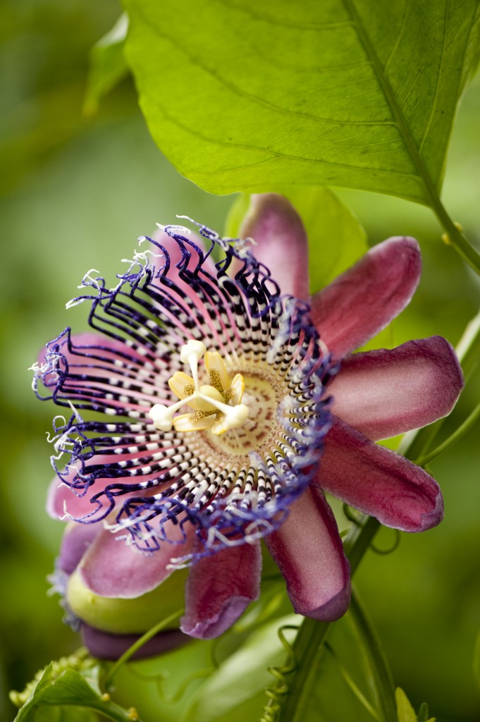 Passiflora 'Royale'