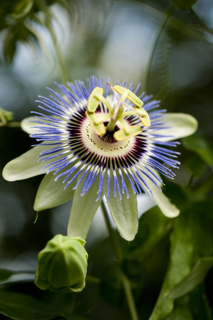 Passiflora caerulea