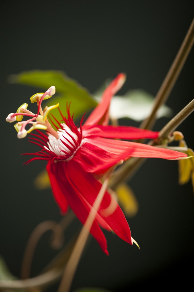 Passiflora vitifolia