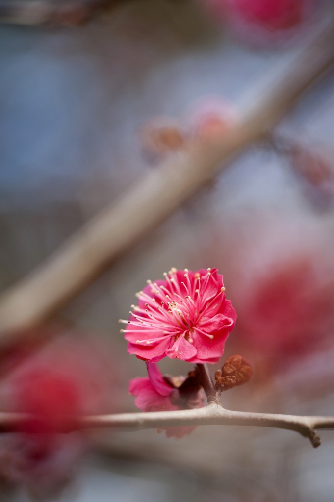 Prunus mume 'Matsurabara Red'