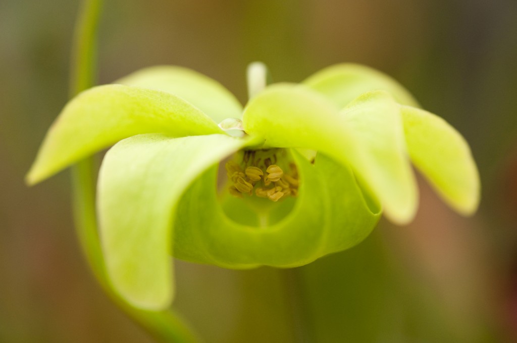 Sarracenia alata