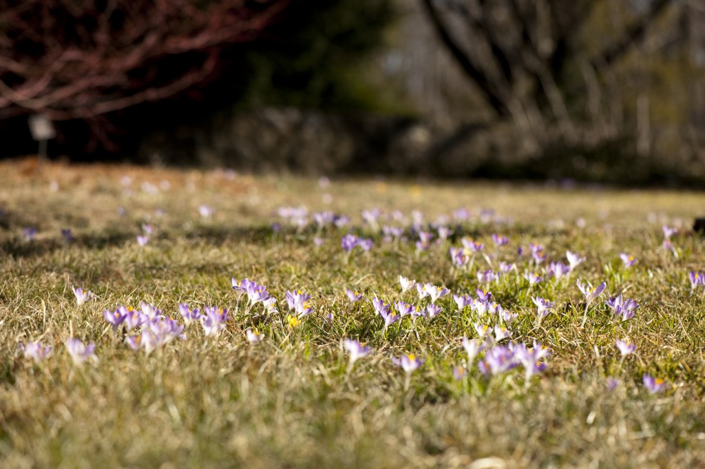 Crocuses in Spring