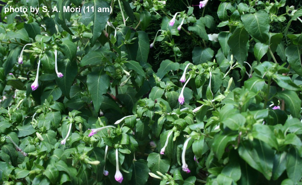 The wilted flowers of the four o'clock plant at 11 a.m.