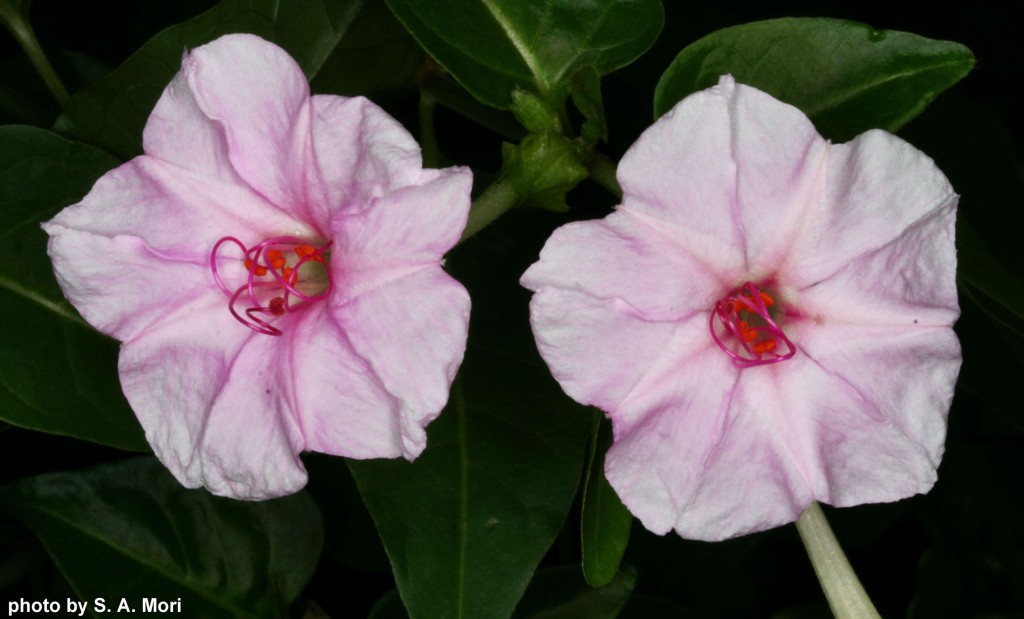 Mirabilis jalapa