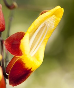 Thunbergia mysorensis