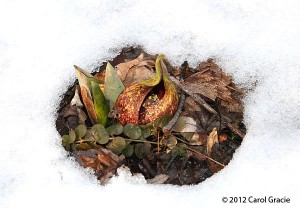 Skunk cabbage generates its own heat as well as absorbing solar radiation in its dark spathe causing the surrounding snow to melt. This photo was taken on mid-February. 