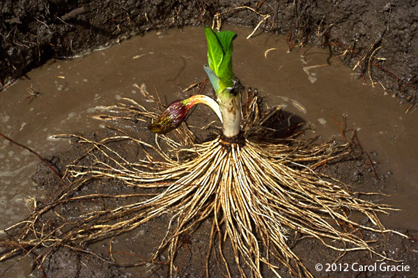 This massive root system of skunk cabbage took two men three hours to excavate!