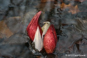 The sensuous curves of skunk cabbage inflorescences brighten a swamp in early spring.