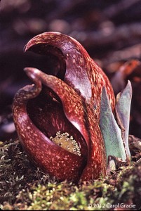 The many tiny flowers of skunk cabbage may be seen on the ball-like spadix enclosed within a thick protective spathe.