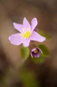 Anemonella thalictroides forma rosea 02