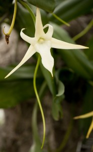 Spot the long nectar spur of this Darwin's Star Orchid (Angraecum sesquipedale)