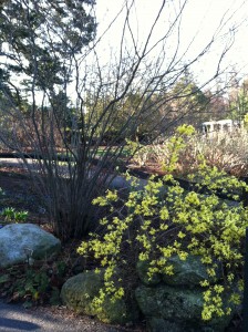 Forsythia 'Arnold Dwarf' in the Home Gardening Center