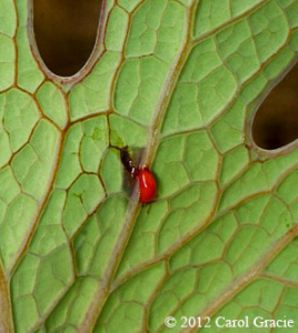 Red sap oozes from a broken vein in a bloodroot leaf.