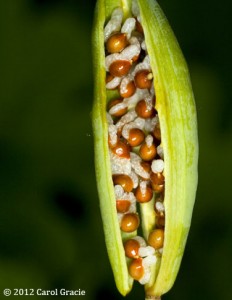 A fruit of bloodroot that has opened to reveal its ripe seeds with attached white elaiosomes.