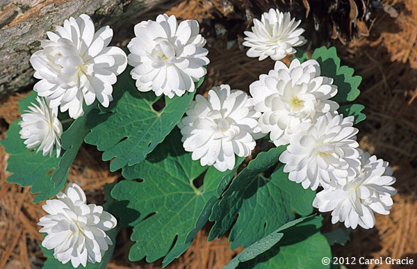 The sterile flowers of Sanguinaria canadensis ‘Multiplex’ with doubled blooms.