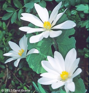 Sanguinaria canadensis ‘Flora Plena’ with more than the usual eight petals.