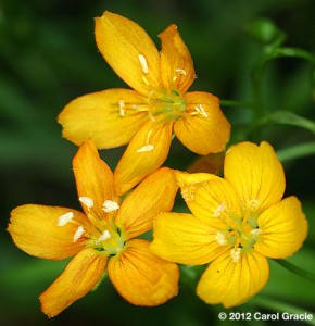 A close-up of three flowers of Claytonia virginica var. hammondiae.