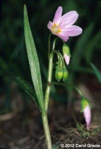 A plant of Virginia spring beauty showing its grass-like leaves.