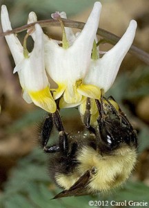 A queen bumblebee inserting her proboscis into the flower to reach the nectar stored at the very tip of the petal.