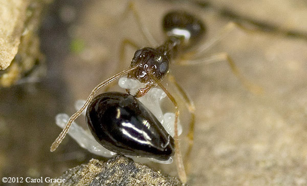 An ant grasps the lipid-rich elaiosome with its mandibles. It will carry the seed back to its nest and eat only the elaiosome.