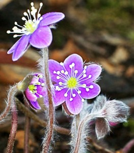 Anemone americana