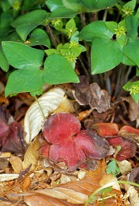 Anemone acutiloba