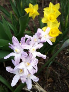 Chionodoxa 'Pink Giant' / Narcissus 'Little Gem'