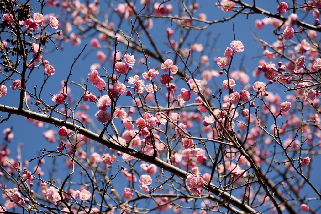 Prunus mume 'Peggy Clarke'