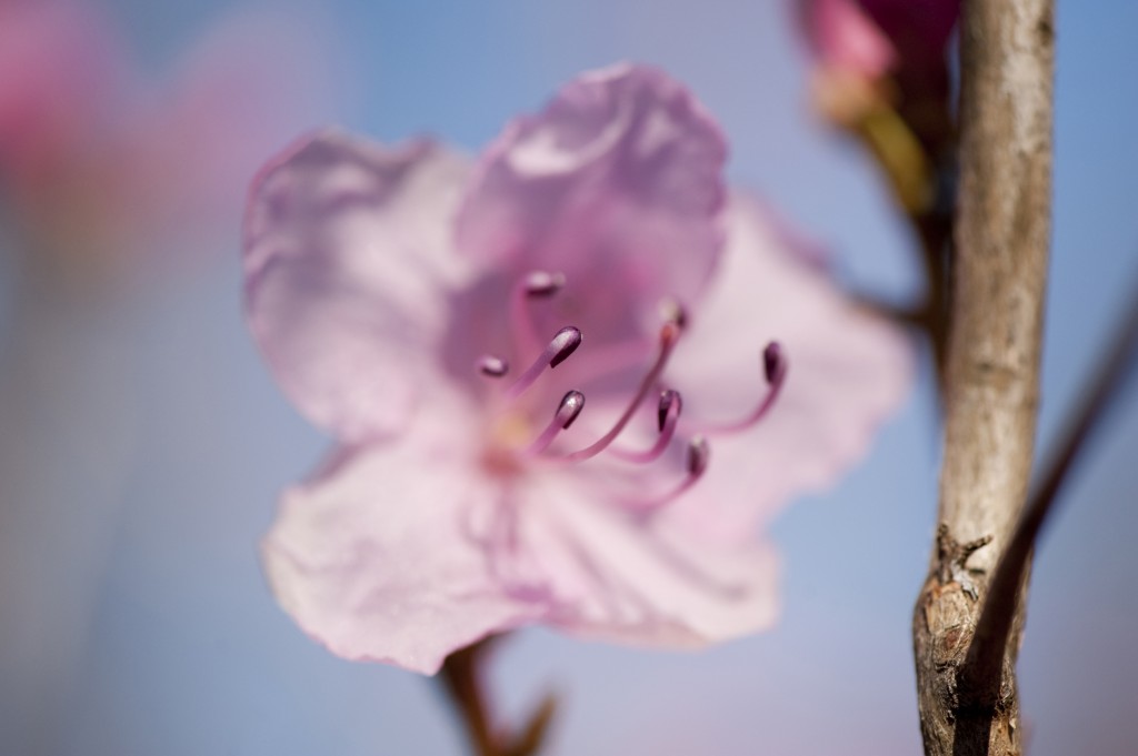 Rhododendron mucronulatum 'Pink Peignoir'