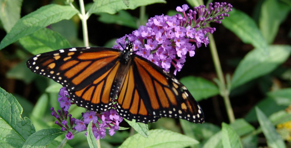 Monarch butterfly