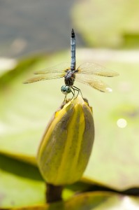 Nymphaea-Moon-Dance-01