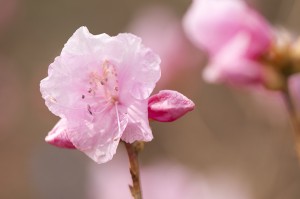 Rhododendron mucronulatum 'Cornell Pink' 03