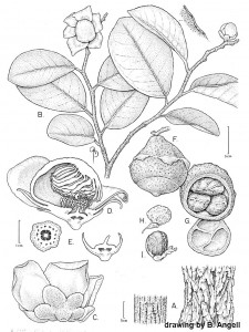 The first botanical drawing of Lecythis ibiriba. Prepared by Bobbi Angell.