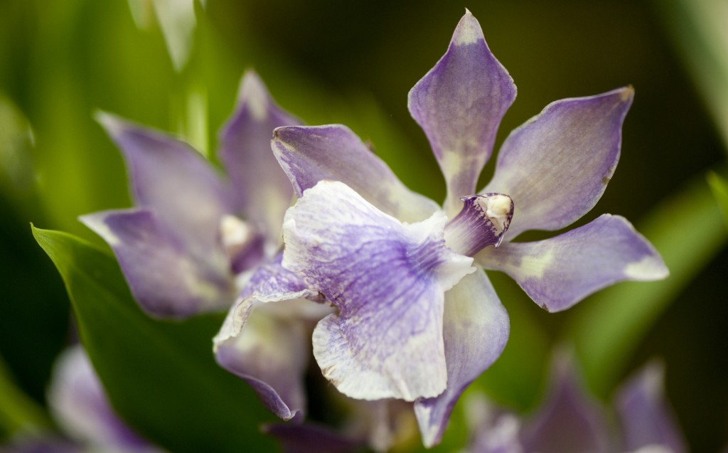 Zygopetalum Advance Australia 'HOF'