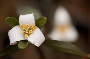 April 8, 2011. Trillium pusillum ssp. alabamicum flower close-up