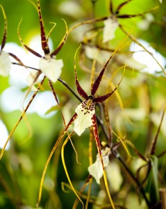 Bratonia (Brassia x Miltonia) Spider Orchids