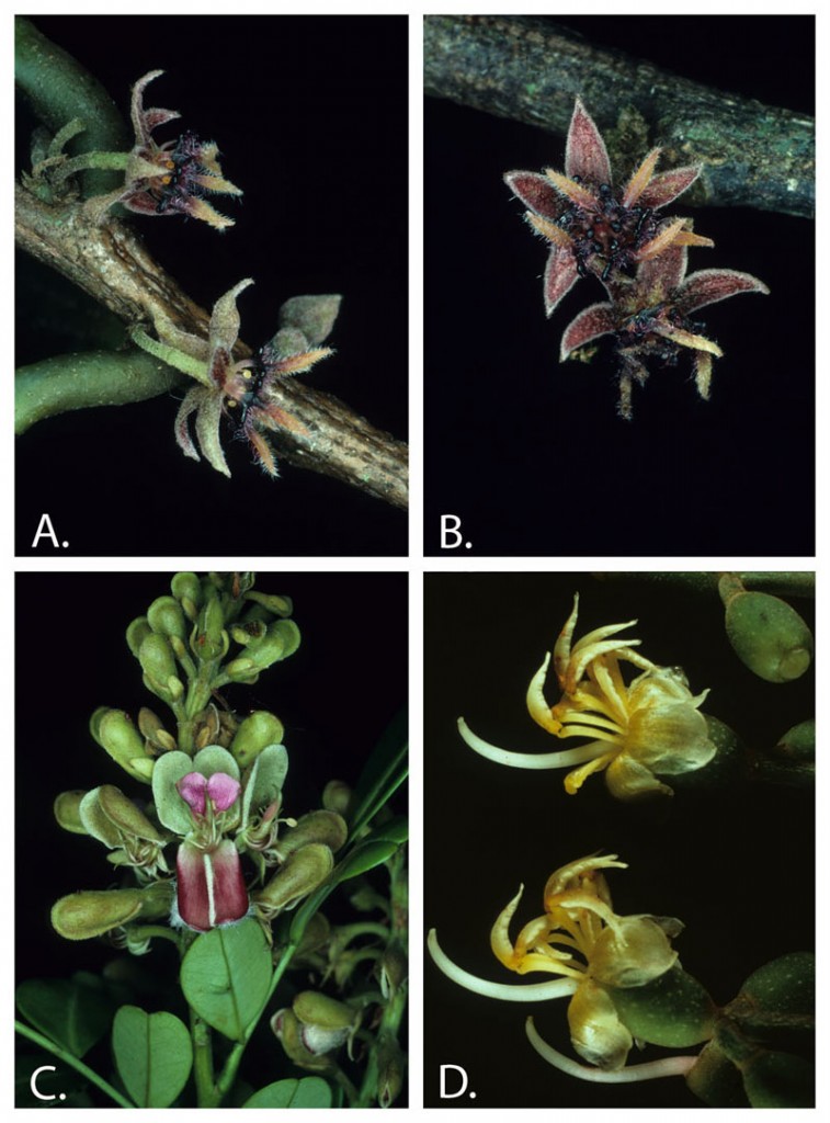 Examples of new information resulting from botanical exploration in central French Guiana.  A and B. The new species Byttneria morii. C. Monopteryx inpae, a species previously known only from central Amazonian Brazil, D. Miconia cacatin, a species placed in the wrong genus when it was published.