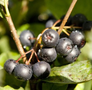 Chokeberry (Aronia melanocarpa)