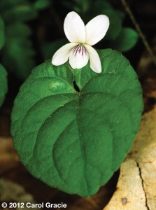 The sweet white violet (Viola blanda) is tiny, but often grows in masses.