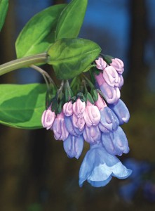 An inflorescence of Virginia bluebells showing the pink buds that become blue just before opening.